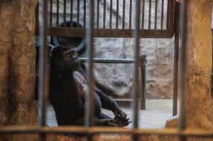 Povestea ultimei gorile aflate în captivitate în Thailanda.  De 30 de ani este expusă la mall, alături de papagali şi capre