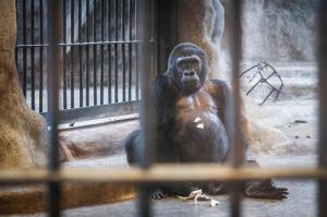 Povestea ultimei gorile aflate în captivitate în Thailanda.  De 30 de ani este expusă la mall, alături de papagali şi capre