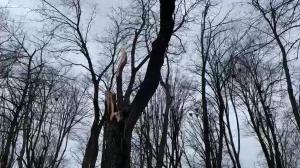 Vântul puternic a prăbușit un copac peste o stație de tramvai din Iași. Speriați, oamenii au fugit să se adăpostească