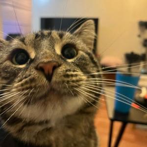 Fishtopher, de la cea mai tristă la cea mai virală pisică de pe internet. Într-o săptămână, 2.500.000 de oameni i-au urmărit povestea