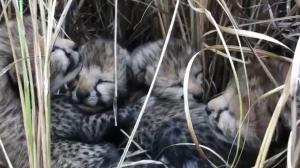 Patru pui de ghepard s-au născut în India, la 70 de ani de la dispariţia speciei în această ţară