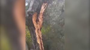 Măslin despicat în două, la distanță de 10 metri după cutremurul din Turcia