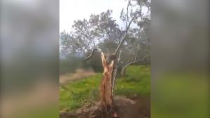 Măslin despicat în două, la distanță de 10 metri după cutremurul din Turcia