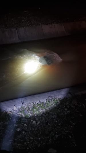 Un tânăr a plonjat cu mașina într-un canal cu apă, în Suceava. Polițiștii l-au ajutat pe șofer să ajungă pe malul betonat