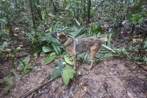 Răsturnare de situaţie: cei patru copii dispăruţi de 18 zile în jungla columbiană nu au fost găsiţi. Preşedintele şi-a şters mesajul