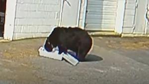 Un urs flămând s-a "autoservit" cu 60 de brioşe, după ce a intrat în garajul unei cofetării din SUA. Momentul, surprins pe camerele de supraveghere