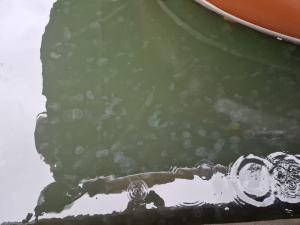 Invazie de meduze în Portul Tomis din Constanța: "Este un fenomen natural, firesc"