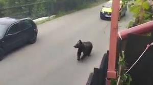 "Ia uite băi nene, ursul în spate!" Animalele sălbatice şi-au făcut un obicei din a se plimba prin oraşe. Oamenii sunt îngroziţi să mai iasă din case