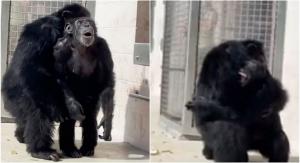 Reacția înduioșătoare a unui cimpanzeu care vede pentru prima dată cerul, după ce a supraviețuit unor experimente de laborator