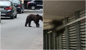 Pui de urs, rănit grav după ce a ajuns în parcarea unui mall din Brașov și a sărit din balconul acesteia. Ca să-i curme suferința, autoritățile l-au eutanasiat