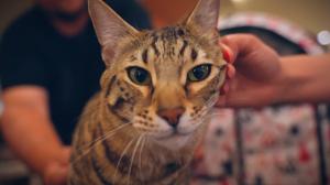 Frumuseţea pe patru lăbuţe: Peste 130 de pisici s-au întrecut într-un concurs internaţional la Cluj-Napoca. Cele mai scumpe exemplare ajung şi la 1.000 de euro