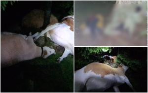 Doi fraţi care păşteau vacile au murit împreună cu 8 din animalele lor, după ce au fost loviţi de fulger, în Cluj