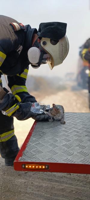 Imagini cumplite din infernul din Grecia. Pompierii români au ajuns pe insula Rhodos