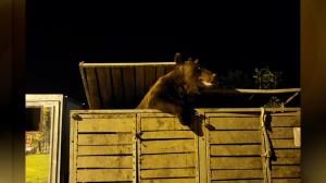 O ursoaică cu trei pui, "la masă" în Predeal. Animalele, filmate cum scormonesc prin tomberoane după mâncare