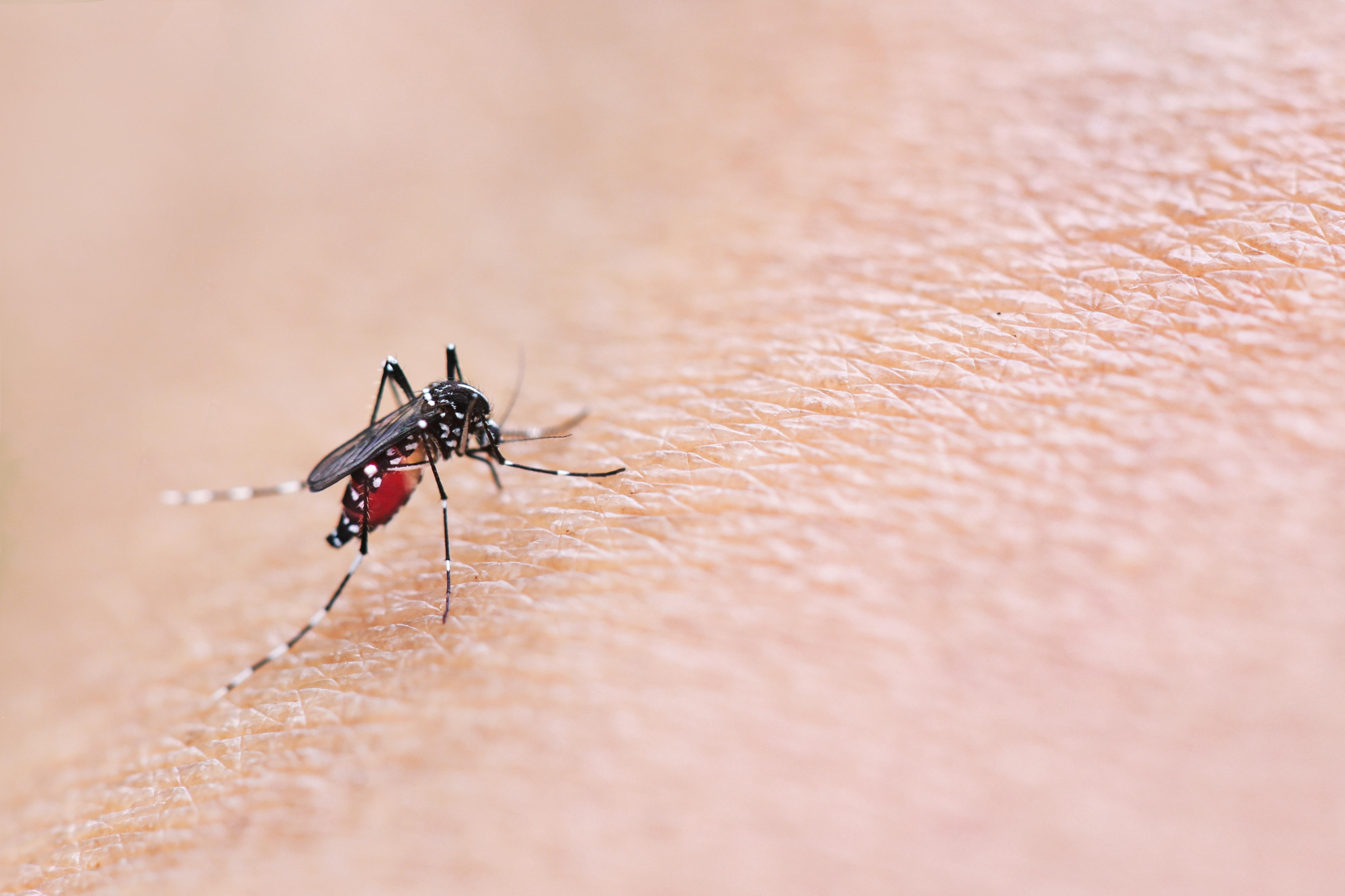 Оранжевый комар. Aedes aegypti комар. Комар Зика. Кровососущие насекомые Ленинградской области. Кровососущие комары.