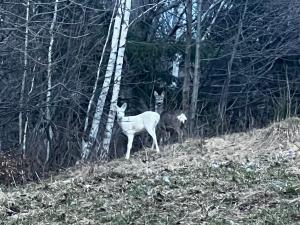 Un exemplar rar de căprioară albă, surprins pe traseul din zona Valea Porții din Bran. Motivul pentru care culoarea blănii este atât de specială