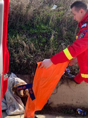 Un echipaj SMURD care se întorcea din misiune a salvat un căţel abandonat pe marginea drumului, în Botoşani. Animalul era captiv într-un sac