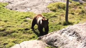 Încă un urs zărit lângă Bucureşti, în apropierea localităţii Tâncăbeşti. Este a doua oară în cinci zile, iar autorităţile au emis RO-Alert