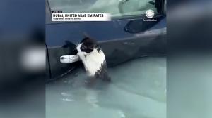 Momentul emoţionant când o pisicuţă este salvată din mijlocul apelor în Dubai. Animalul se prinsese în disperare de portiera unei maşini