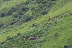 Un vultur negru doborât deasupra României. Fremuth, care a parcurs de multe ori întregul continent, a fost rănit cu o armă de vânătoare. S-ar putea să nu mai zboare