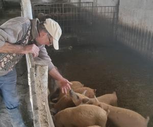 Comparație. Unde găsești cea mai ieftină carne de porc pentru masa de Crăciun