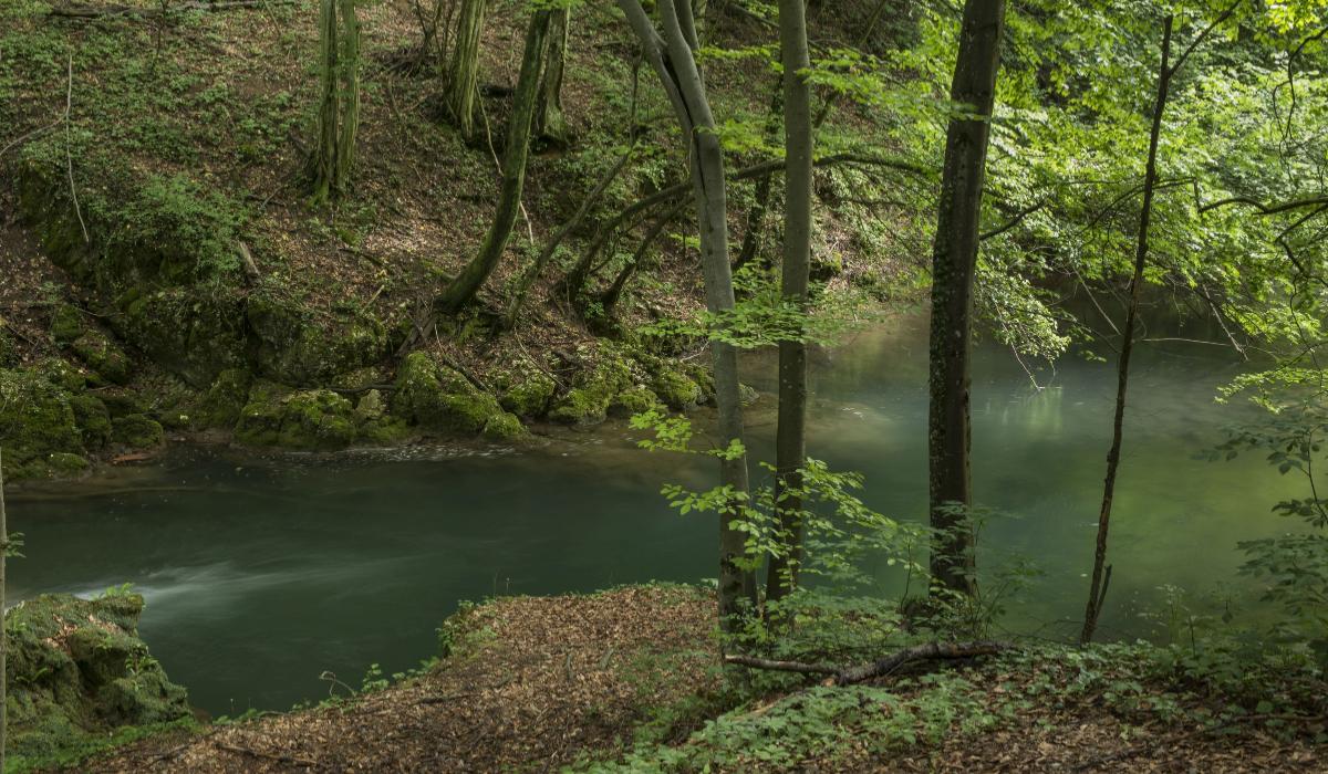 Accident mortal într-o pădure din Cluj: bărbat de 60 de ani decedat