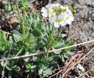 O plantă unică în România, descoperită pe malul Lacului Stânca-Costeşti. Doar în Moldova şi Ucraina se găseşte