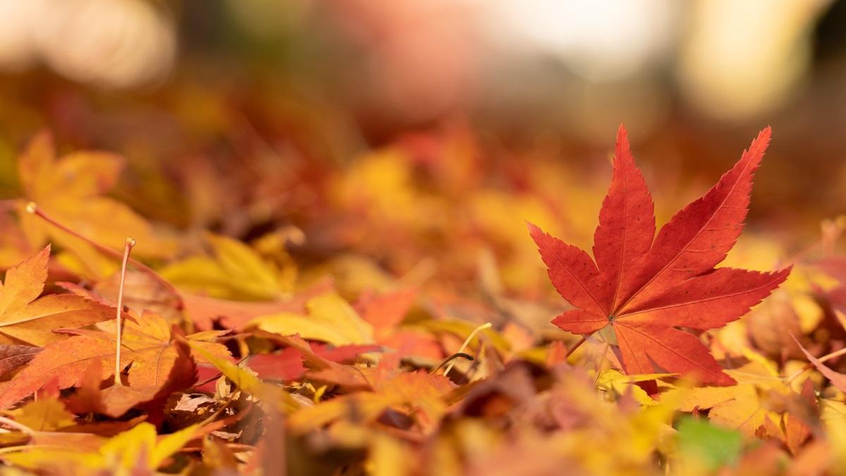 Vremea se încălzește treptat, temperaturi peste normal în decembrie. Prognoza ANM pe următoarele 2 săptămâni