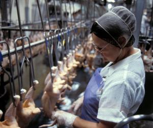 După patru ani, o cunoscută companie olandeză părăsește piața din România