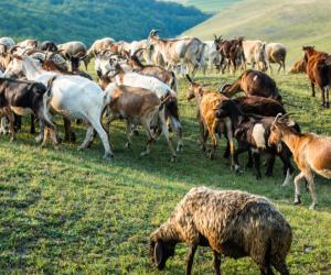 Cât câștigă un îngrijitor de animale la stat, în Botoșani. Primeşte cazare gratuită şi spor de toxicitate