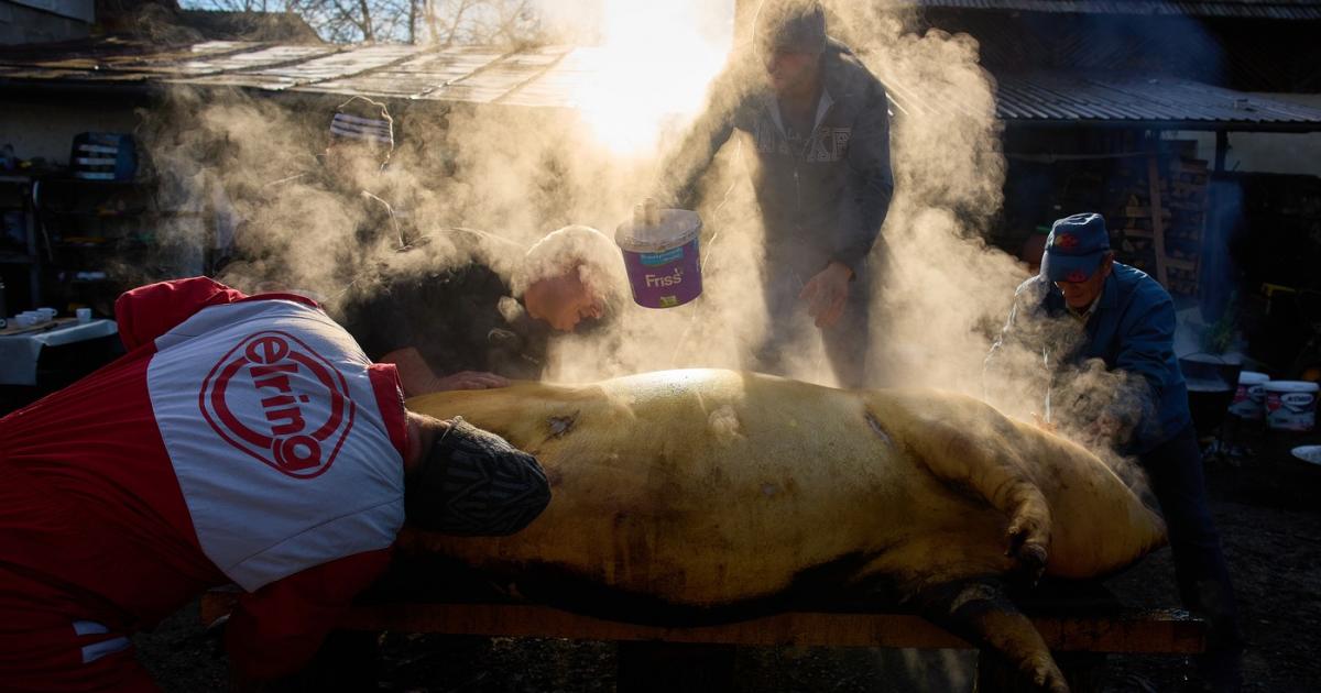 Photo for the article S-a dus să taie porcul, dar a ajuns să îl înjunghie pe partenerul de pahar. Tentativă de omor în Prahova
