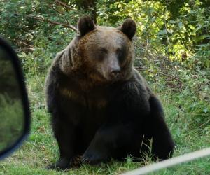 Cât costă o partidă de vânătoare de urs în România. Urşii bruni, adevărate trofee
