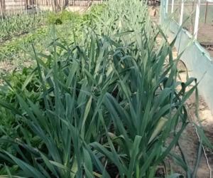 Gheorghe a dat lovitura cu un soi de usturoi pe care îl vinde cu 100 de lei/kg. Are comenzi și în străinătate