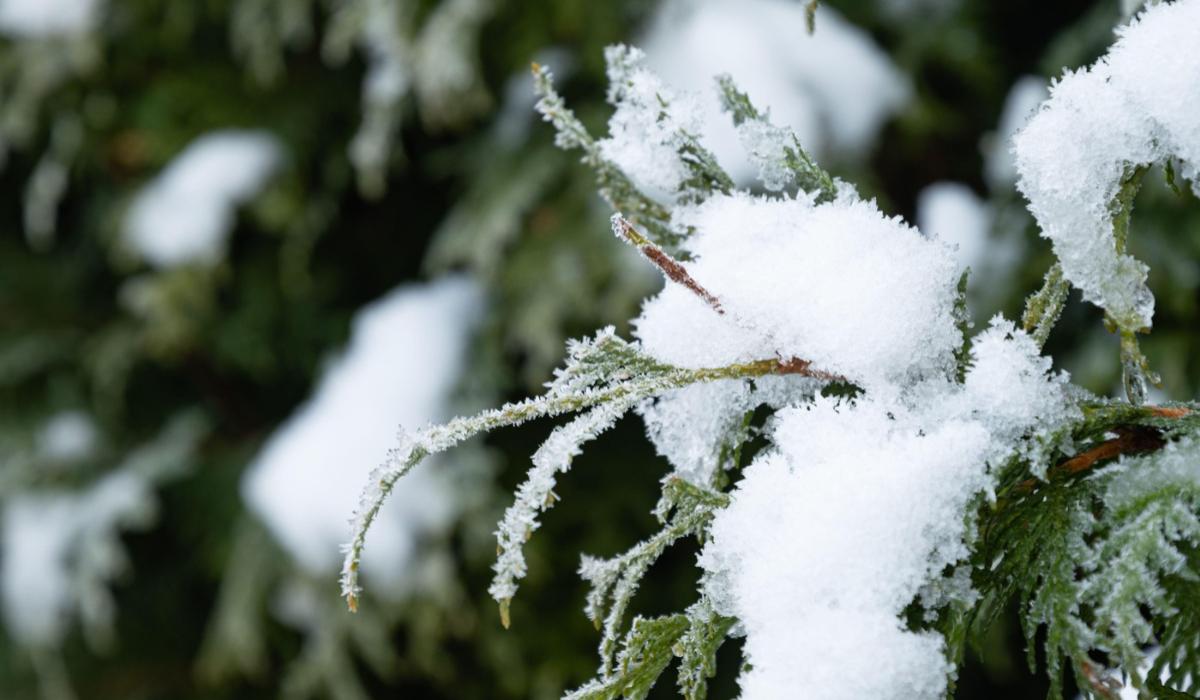 Ilustrație: Ce trebuie să știi acum - Solstiţiul de iarnă are loc astăzi şi marchează începutul iernii astronomice. Cea mai scurtă zi din an (Diverse)