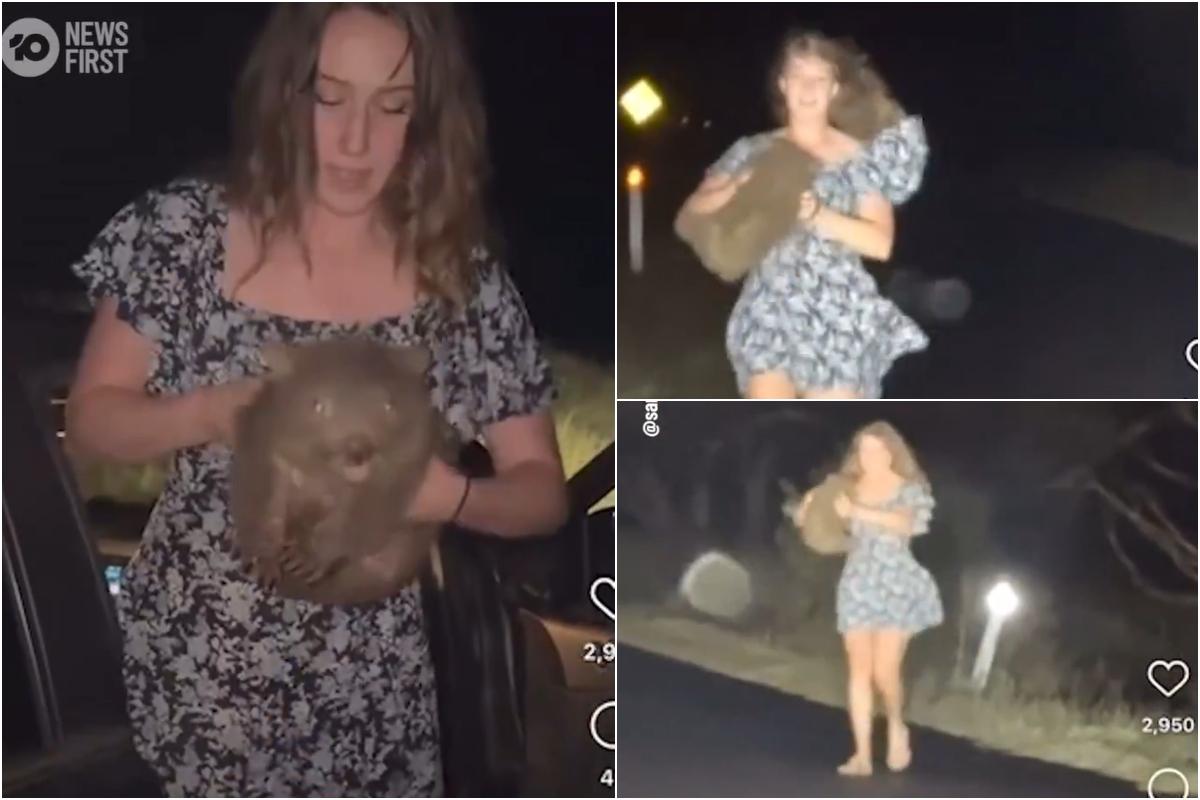 Turistă, filmată în timp ce ia un pui de wombat de lângă mama lui pentru o poză, în Australia. Tânăra şi-ar putea pierde viza