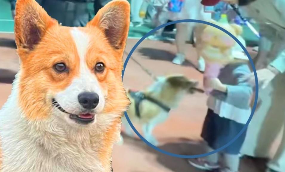 Fuzai, un câine polițist corgi din China, filmat în timp ce "confiscă" un cârnat de la un copil, în timpul misiunii de patrulare
