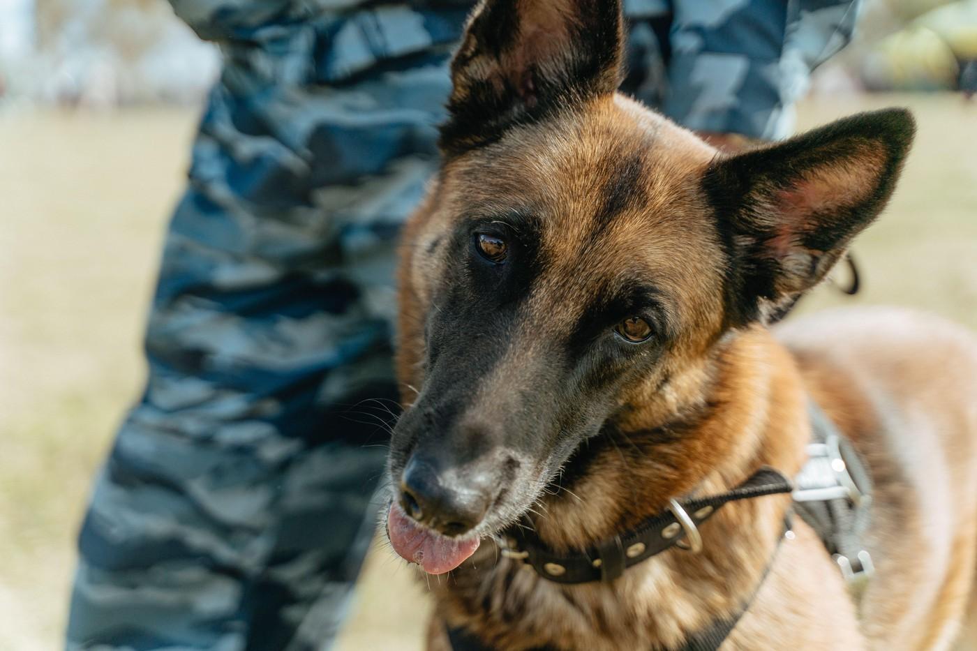Câine poliţist, ucis din răzbunare cu cârnaţi umpluţi cu cuie. Bruno fusese decorat de premierul Italiei