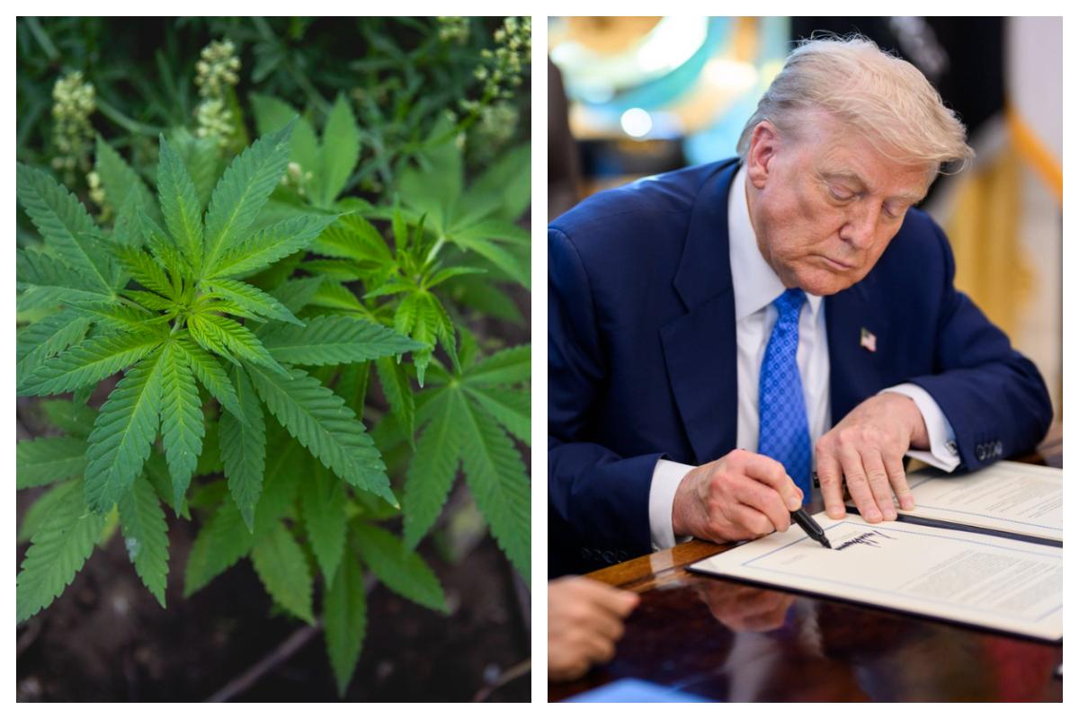 Trump pregăteşte o măsură radicală privind consumul de Marijuana în SUA: "Vorbim de o industrie de miliarde"