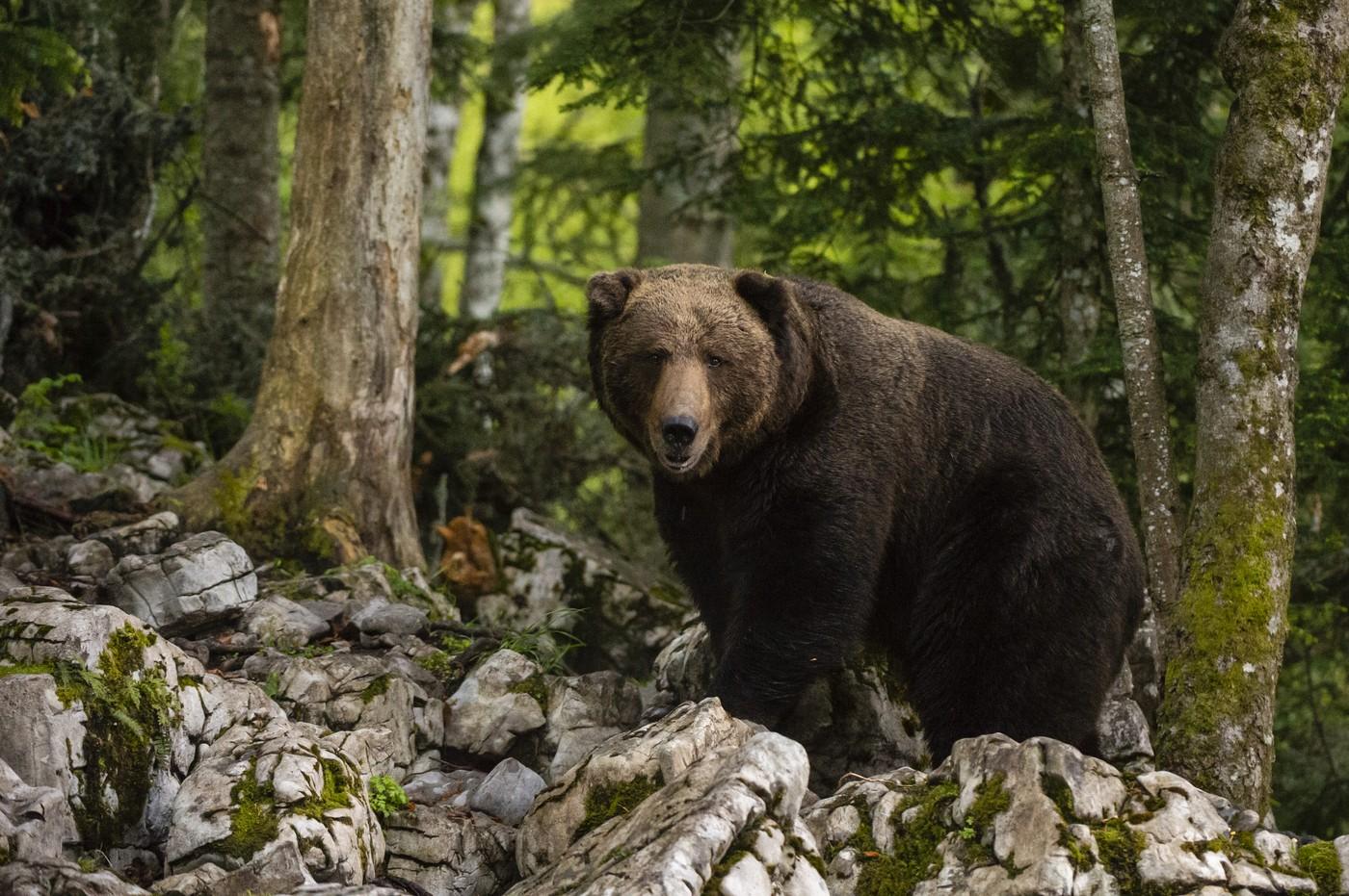 Un bărbat din Vâlcea a fost atacat de urs în timp ce se întorcea cu animalele la stână