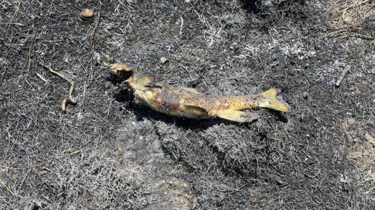 Incendiu de vegetaţie provocat de un vultur care a scăpat un peşte pe liniile electrice, în Canada