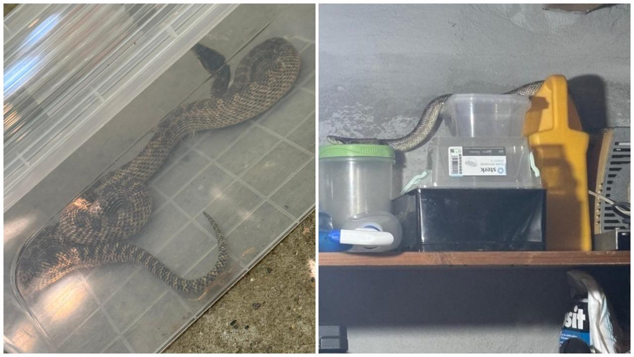 Balaur dobrogean, lung de peste 1 metru, prins într-o gospodărie din 2 Mai. Şarpele e dintr-o specie rară