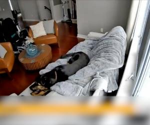 Cum a reuşit un câine să dea foc casei, în Canada. Vecinii au alertat pompierii