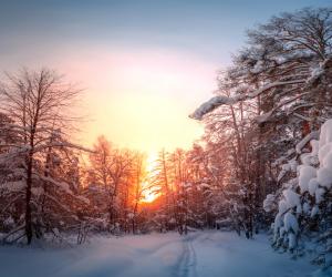 Fenomenul copacilor care "explodează". Misterul, explicat pas cu pas de cercetători