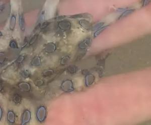 Şi-a ţinut moartea în mână. Un turist a ţinut în palmă una dintre cele mai veninoase creaturi