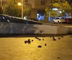 Zeci de șobolani, filmați cum mişună nestingheriţi în centrul Bucureștiului. Reacţia Primăriei Capitalei