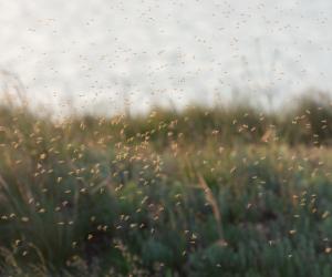 Singura ţară din lume fără ţânţari. Motivul pentru care insectele nu rezistă aici
