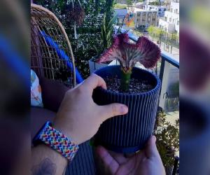 Planta roz de la care a pornit o afacere de milioane. Tânărul care a vândut-o are acum 1.000 de comenzi pe zi