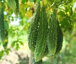 Leguma exotică, benefică pentru diabetici, cu care un român a dat lovitura. Se vinde cu 45 de lei/kg