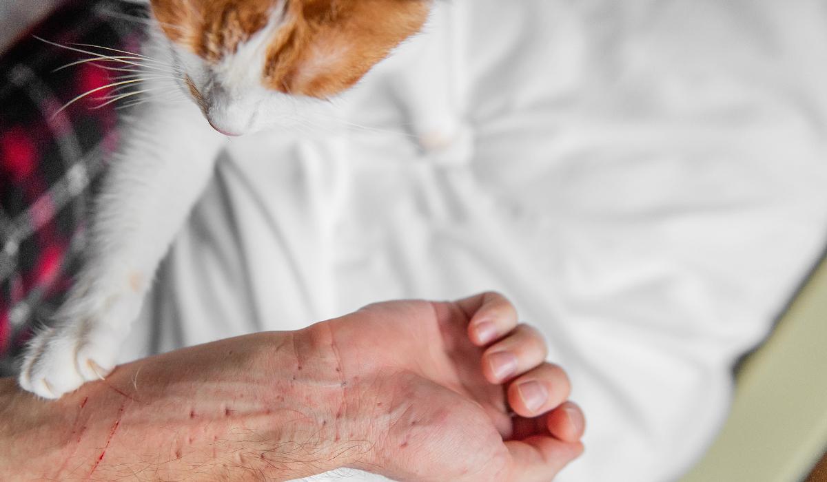 Noi cazuri de rabie, în Harghita. O pisică a atacat și mușcat o femeie și doi câini