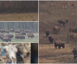 Peste 200 de cadavre de bizoni, bivoli şi cerbi, descoperite la o fermă din Cluj